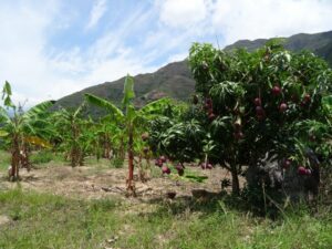 « Des Alpes aux Andes » : coopération internationale avec la ville de Zapatoca (Colombie)