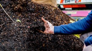 compost gros plan main