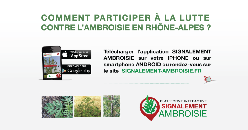 Application smartphone ambroisie
